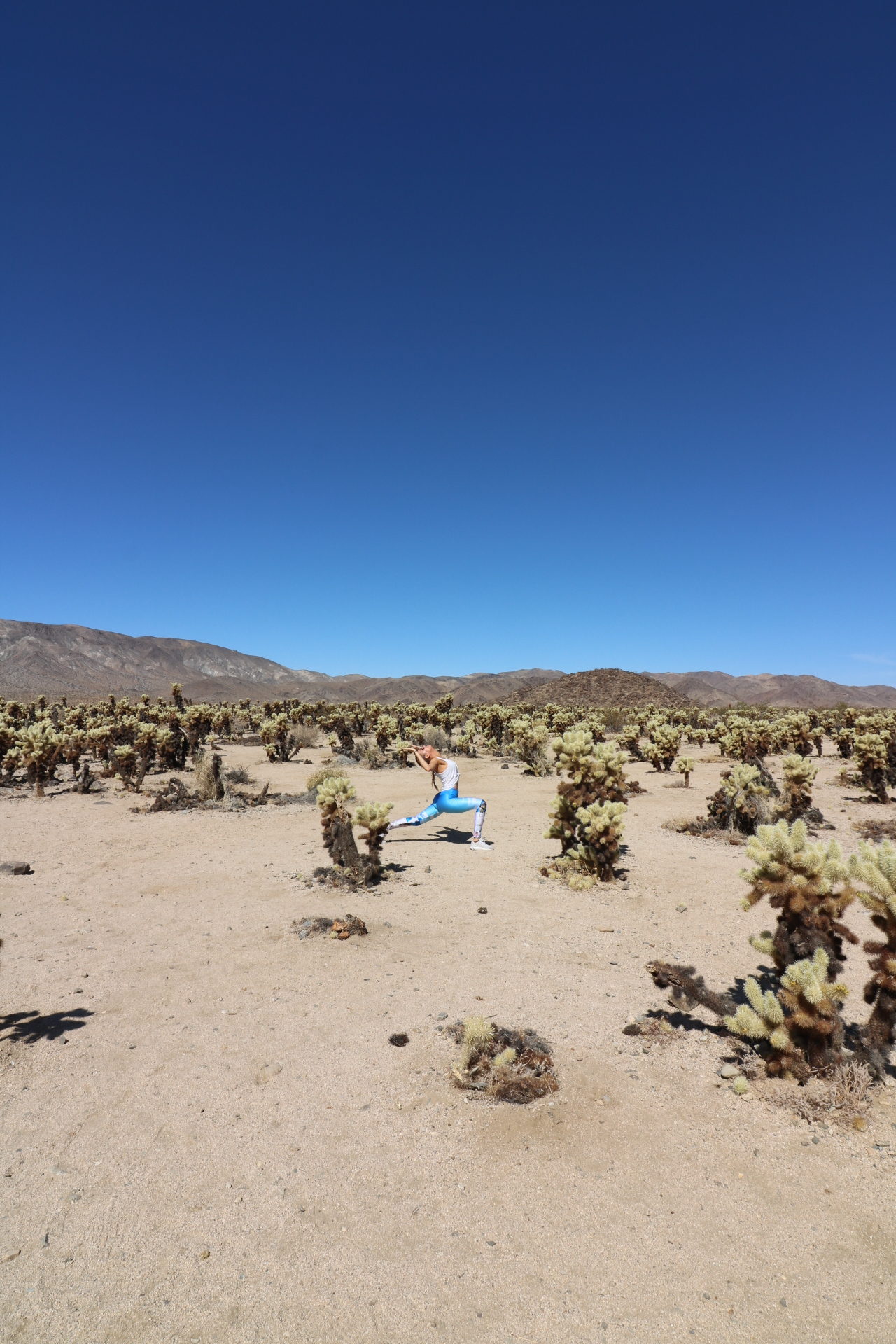 things to do in Joshua tree park