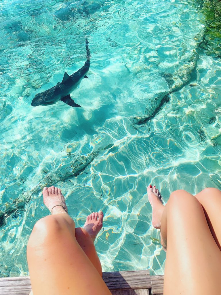swimming with sharks exuma island Bahamas