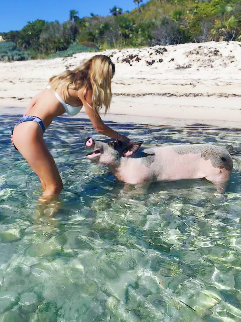 swimming with pigs best tour company